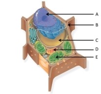 Use the following figure to answer the questions below. -What is the function of the structure labelled A?