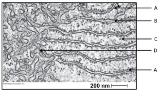 Use the following figure to answer the questions below. -In the figure above, identify the rough endoplasmic reticulum.