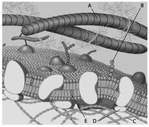 For the following questions, match the labelled component of the cell membrane in the figure with its description. -Which component is a glycolipid?