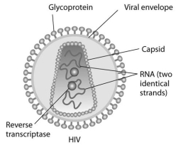 Use the following information to answer the questions below. Human immunodeficiency virus (HIV) infects cells that have both CD4 and CCR5 cell surface molecules. The viral nucleic acid molecules are enclosed in a protein capsid, and the protein capsid is itself contained inside an envelope consisting of a lipid bilayer membrane and viral glycoproteins. One hypothesis for viral entry into cells is that binding of HIV membrane glycoproteins to CD4 and CCR5 initiates fusion of the HIV membrane with the plasma membrane, releasing the viral capsid into the cytoplasm. An alternative hypothesis is that HIV gains entry into the cell via receptor-mediated endocytosis, and membrane fusion occurs in the endocytotic vesicle. To test these alternative hypotheses for HIV entry, researchers labelled the lipids on the HIV membrane with a red fluorescent dye. -What would be observed by live-cell fluorescence microscopy if HIV is endocytosed first, and then fuses with the endocytotic vesicle membrane?