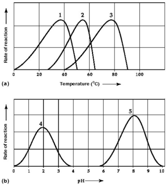 <strong>Use the following information to answer the questions below. Activity of various enzymes at various temperatures (a) and at various pH (b). Which temperature and pH profile curves on the graphs were most likely generated from analysis of an enzyme from a human stomach where conditions are strongly acid?</strong> A)curves 1 and 4 B)curves 1 and 5 C)curves 2 and 4 D)curves 2 and 5 E)curves 3 and 4