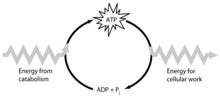 <strong>Use the following figure to answer the questions below. How do cells use the ATP cycle shown in the figure?</strong> A)Cells use the cycle to recycle ADP and phosphate. B)Cells use the cycle to recycle energy released by ATP hydrolysis. C)Cells use the cycle to recycle ADP, phosphate, and the energy released by ATP hydrolysis. D)Cells use the cycle to generate or consume water molecules as needed. E)Cells use the cycle primarily to generate heat.