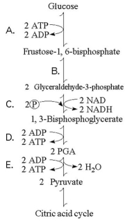 The figure below illustrates some of the steps (reactions) of glycolysis in their proper sequence. Each step is lettered. Use these letters to answer the questions. -Which step in the figure above is a redox reaction?