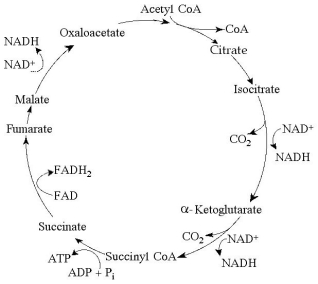 Use the following figure to answer the questions below. The citric acid cycle. -Starting with citrate, which of the following combinations of products would result from three acetyl CoA molecules entering the citric acid cycle (see the figure above)?