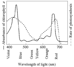 Use the following figure to answer the questions below. -What wavelength of light in the figure is most effective in driving photosynthesis?