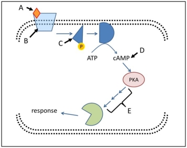 Use the following figure to answer the questions below. -In the above diagram, the structure labelled A is a(n)