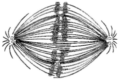<strong> If the cell whose nuclear material is shown in the figure above continues toward completion of mitosis, which of the following events would occur next?</strong> A)cell membrane synthesis B)spindle fibre formation C)nuclear envelope breakdown D)formation of telophase nuclei E)synthesis of chromatids