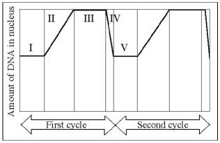 The following questions are based on the following figure.    -Which number represents the point in the cell cycle during which the chromosomes are replicated?