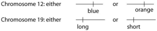 Use the following information to answer the questions below. A certain (hypothetical) organism is diploid, has either blue or orange wings as the consequence of one of its genes on chromosome 12, and has either long or short antennae as the result of a second gene on chromosome 19, as shown in this figure. -A female with a paternal set of one orange and one long gene chromosome and a maternal set comprised of one blue and one short gene chromosome is expected to produce which of the following types of eggs after meiosis?