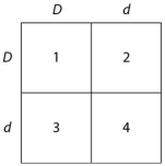 <strong>Use the following description and figure to answer the questions below. In a particular plant, leaf colour is controlled by gene locus D. Plants with at least one allele D have dark green leaves, and plants with the homozygous recessive dd genotype have light green leaves. A true-breeding dark-leaved plant is crossed with a light-leaved one, and the F₁ offspring is allowed to self-pollinate. The predicted outcome of the F₂ is diagrammed in the Punnett square shown in Figure 14.1, where 1, 2, 3, and 4 represent the genotypes corresponding to each box within the square. Which of the plants will be true-breeding?</strong> A)1 and 4 only B)2 and 3 only C)1, 2, 3, and 4 D)1 only E)1 and 2 only