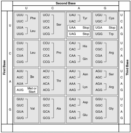<strong>The following questions refer to this table of codons. A peptide has the sequence NH₂-phe-pro-lys-gly-phe-pro-COOH. Which of the following sequences in the coding strand of the DNA could code for this peptide?</strong> A)3' UUU-CCC-AAA-GGG-UUU-CCC B)3' AUG-AAA-GGG-TTT-CCC-AAA-GGG C)5' TTT-CCC-AAA-GGG-TTT-CCC D)5' GGG-AAA-TTT-AAA-CCC-ACT-GGG E)5' ACT-TAC-CAT-AAA-CAT-TAC-UGA