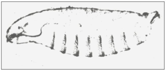 Drosophila larvae (wt) showing segmentation and anterior-posterior axis. Refer to the image above to answer the following questions. -What would happen if the maternal nurse cells were to have a mutant bicoid gene?
