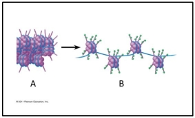 <strong>Use the following figure to answer the questions below.   What is chemically different between A and B in the above image?</strong> A)A is acetylated. B)A is methylated. C)B is acetylated. D)B is methylated. E)A has histones. <div style=padding-top: 35px> 