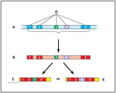 Use the following figure to answer the questions below. -Where would B be located in the cell?