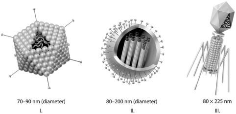 Use the figure that follows to answer the questions below. -Which of the three types of viruses shown above would you expect to include a capsid(s)?