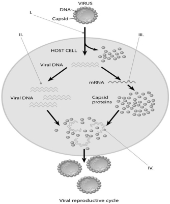 <strong>Use the following figure to answer the questions below. In the figure, at the arrow marked II, what enzyme(s)are being utilized?</strong> A)reverse transcriptase B)viral DNA polymerase C)host cell DNA polymerase D)host cell RNA polymerase E)host cell DNA and RNA polymerases