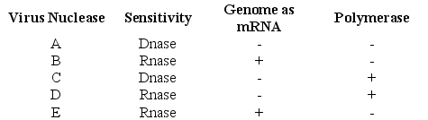 Use the following information to answer the following questions. In 1971, David Baltimore described a scheme for classifying viruses based on how the virus produces mRNA. The table below shows the results of testing five viruses for nuclease specificity, the ability of the virus to act as an mRNA, and presence (+) or absence (-) of its own viral polymerase. -Given Baltimore's scheme, a positive sense single-stranded RNA virus such as the polio virus would be most closely related to which of the following?
