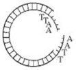 <strong> Which enzyme was used to produce the molecule in the figure above?</strong> A)ligase B)transcriptase C)a restriction enzyme D)RNA polymerase E)DNA polymerase