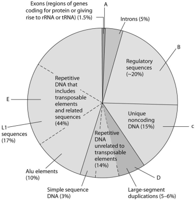 Use the following figure to answer the next few questions. Types of DNA sequences in the human genome. The pie chart above represents the relative frequencies of the following in the human genome: I. repetitive DNA unrelated to transposons II. repetitive DNA that includes transposons III. unique noncoding DNA IV. introns and regulatory sequences V. exons -Which region is occupied by exons only (V)?