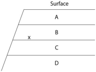 <strong>The following questions refer to the figure below, which shows an outcrop of sedimentary rock whose strata are labelled A-D. If x indicates the fossils of two closely related species, neither of which is extinct, then their remains may be found in how many of these strata?</strong> A)one stratum B)two strata C)three strata D)four strata