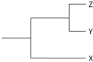 <strong>Currently, two extant elephant species (X and Y)are placed in the genus Loxodonta and a third species (Z)is placed in the genus Elephas. Assuming this classification reflects evolutionary relatedness, which of the following is the most accurate phylogenetic tree?</strong> A) B) C) D) E)