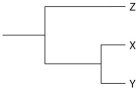 <strong>Currently, two extant elephant species (X and Y)are placed in the genus Loxodonta and a third species (Z)is placed in the genus Elephas. Assuming this classification reflects evolutionary relatedness, which of the following is the most accurate phylogenetic tree?</strong> A) B) C) D) E)