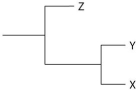 <strong>Currently, two extant elephant species (X and Y)are placed in the genus Loxodonta and a third species (Z)is placed in the genus Elephas. Assuming this classification reflects evolutionary relatedness, which of the following is the most accurate phylogenetic tree?</strong> A) B) C) D) E)