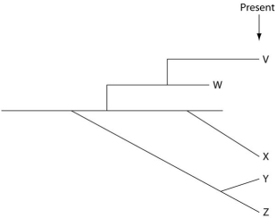 The next few questions refer to the following evolutionary tree, whose horizontal axis represents time (present time is on the far right) and whose vertical axis represents morphological change.    -Which species is least expected to have a good record of transitional fossils; in other words, which species' fossils, if present at all, are expected only in relatively superficial (i.e., shallow)strata?
