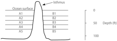 The next few questions refer to the following description. In the ocean, on either side of the Isthmus of Panama, are 30 species of snapping shrimp; some are shallow-water species, others are adapted to deep water. There are 15 species on the Pacific side and 15 different species on the Atlantic side. The Isthmus of Panama started rising about 10 million years ago. In the following figure, the isthmus separates the Pacific Ocean on the left (side A) from the Atlantic Ocean on the right (side B). The sea water on either side of the isthmus is separated into five depth habitats (1-5), with 1 being the shallowest.    -Which factor is most important for explaining why there are equal numbers of snapping shrimp species on either side of the isthmus?