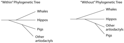 Use the following information and figure to answer the questions below. Traditionally, whales and hippopotamuses have been classified in different orders, the Cetacea and the Artiodactyla, respectively. Recent molecular evidence, however, indicates that the whales' closest living relatives are the hippos. This has caused some zoologists to lump the two orders together into a single clade, the Cetartiodactyla. There is no consensus on whether the Cetartiodactyla should be accorded order status or superorder status. This is because it remains unclear whether the whale lineage diverged from the lineage leading to the hippos before or after the other members of the order Artiodactyla (pigs, camels, etc.) diverged (see the figure below). This figure contrasts the Within the artiodactyls origin of the whale lineage with the Without the artiodactyls origin of the whale lineage. -If it turns out that the whale lineage diverged from the lineage leading to hippos after the divergence of the lineage leading to the pigs and other artiodactyls, and if the whales continue to be classified in the order Cetacea, then what becomes true of the taxon Cetartiodactyla?