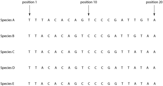 <strong> Morphologically, species A is very similar to four other species, B-E. Yet the nucleotide sequence deep within an intron in a gene shared by all five of these eukaryotic species is quite different in species A compared to that of the other four species when we study the nucleotides present at each position. If the sequence of species A in the above figure differs from that of the other four species due to simple misalignment, then what should the computer software find when it compares the sequence of species A to those of the other four species?</strong> A)The nucleotide at position 1 should be different in species A, but the same in species B-E. B)The nucleotide sequence of species A should have long sequences that are nearly identical to those of the other species, but offset in terms of position number. C)The sequences of species B-E, though different from that of species A, should be identical to each other, without exception. D)If the software compares the amino acid sequence of the actual protein product rather than the nucleotide sequence, then the amino acid sequences of species B-E should be similar to each other, but very different from that of species A. E)Computer software is useless in determining sequences of introns; it can only be used with exons.