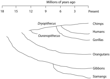 Use the following figure to answer the questions below. Humans, chimpanzees, gorillas, and orangutans are members of a clade called the great apes, which shared a common ancestor about 18 million years ago. Gibbons and siamangs comprise a clade called the lesser apes. Tree-branch lengths indicate elapsed time. -From the above figure, to which of the extant apes are orangutans most closely related?