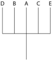 <strong>The next questions refer to the following table, which compares the percent sequence homology of four different parts (two introns and two exons) of a gene that is found in five different eukaryotic species. Each part is numbered to indicate its distance from the promoter (e.g., Intron I is the one closest to the promoter). The data reported for species A were obtained by comparing DNA from one member of species A to another member of species A. % Sequence Homology Based on the tabular data, and assuming that time advances vertically, which cladogram (a type of phylogenetic tree)is the most likely depiction of the evolutionary relationships among these five species?</strong> A) B) C) D)