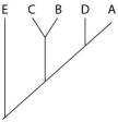 <strong>The next questions refer to the following table, which compares the percent sequence homology of four different parts (two introns and two exons) of a gene that is found in five different eukaryotic species. Each part is numbered to indicate its distance from the promoter (e.g., Intron I is the one closest to the promoter). The data reported for species A were obtained by comparing DNA from one member of species A to another member of species A. % Sequence Homology Based on the tabular data, and assuming that time advances vertically, which cladogram (a type of phylogenetic tree)is the most likely depiction of the evolutionary relationships among these five species?</strong> A) B) C) D)