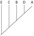 <strong>The next questions refer to the following table, which compares the percent sequence homology of four different parts (two introns and two exons) of a gene that is found in five different eukaryotic species. Each part is numbered to indicate its distance from the promoter (e.g., Intron I is the one closest to the promoter). The data reported for species A were obtained by comparing DNA from one member of species A to another member of species A. % Sequence Homology Based on the tabular data, and assuming that time advances vertically, which cladogram (a type of phylogenetic tree)is the most likely depiction of the evolutionary relationships among these five species?</strong> A) B) C) D)