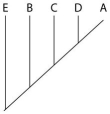 <strong>The next questions refer to the following table, which compares the percent sequence homology of four different parts (two introns and two exons) of a gene that is found in five different eukaryotic species. Each part is numbered to indicate its distance from the promoter (e.g., Intron I is the one closest to the promoter). The data reported for species A were obtained by comparing DNA from one member of species A to another member of species A. % Sequence Homology Based on the tabular data, and assuming that time advances vertically, which cladogram (a type of phylogenetic tree)is the most likely depiction of the evolutionary relationships among these five species?</strong> A) B) C) D)
