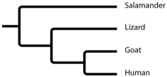 <strong>Based on this tree, which statement is not correct? </strong> A)The salamander lineage is a basal taxon. B)Salamanders are a sister group to the group containing lizards, goats, and humans. C)Salamanders are as closely related to goats as to humans. D)Lizards are more closely related to salamanders than to humans.
