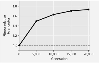 <strong>The following questions refer to the information and figure below. In this eight-year experiment, 12 populations of E. coli, each begun from a single cell, were grown in low-glucose conditions for 20 000 generations. Each culture was introduced to fresh growth medium every 24 hours. Occasionally, samples were removed from the populations, and their fitness in low-glucose conditions was tested against that of members sampled from the ancestral (common ancestor) E. coli population. Which term best describes what has occurred among the experimental populations of cells over this eight-year period?</strong> A)microevolution B)speciation C)adaptive radiation D)sexual selection E)stabilizing selection
