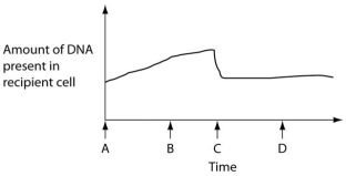 The figure below depicts changes to the amount of DNA present in a recipient cell that is engaged in conjugation with an Hfr cell. Hfr cell DNA begins entering the recipient cell at Time A. Assume that reciprocal crossing over occurs (in other words, a fragment of the recipient's chromosome is exchanged for a homologous fragment from the Hfr cell's DNA). Use this figure to answer the following questions. -Which two processes are responsible for the shape of the curve at Time B? 1. transduction 2. entry of single-stranded Hfr DNA 3. rolling circle replication of single-stranded Hfr DNA 4. activation of DNA pumps in plasma membrane