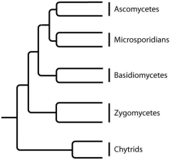 <strong>The next few questions refer to the following phylogenetic trees. I. II. III. IV. Which tree depicts the microsporidians as a sister group of the fungi, rather than as a fungus?</strong> A)I B)II C)III D)IV