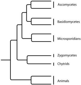 <strong>The next few questions refer to the following phylogenetic trees. I. II. III. IV. Which tree depicts the microsporidians as a sister group of the fungi, rather than as a fungus?</strong> A)I B)II C)III D)IV