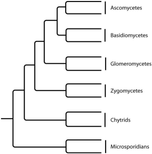 <strong>The next few questions refer to the following phylogenetic trees. I. II. III. IV. Which tree depicts the microsporidians as a sister group of the fungi, rather than as a fungus?</strong> A)I B)II C)III D)IV
