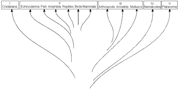    The figure above shows a chart of the animal kingdom set up as a modified phylogenetic tree. Use the diagram to answer the following questions. -Which group contains diploblastic organisms?