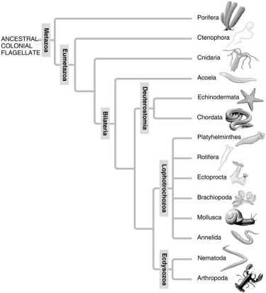 <strong>Use the following two diagrams (A and B) to answer the questions below. A: Morphological phylogeny. B: Molecular phylogeny. What is true of the deuterostomes in the molecular phylogeny (B)that is not true in the traditional phylogeny (A)?</strong> A)Deuterostomia is a clade. B)To maintain Deuterostomia as a clade, some phyla had to be removed from it. C)Deuterostomia now includes the Acoela. D)It is actually a grade, rather than a clade. E)It diverged from the rest of the Bilateria earlier than did the Acoela.