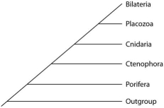 Placozoan evolutionary relationships to other animals are currently unclear, and different phylogenies can be created, depending on the character used to infer relatedness. Sponges have no tissues, but about 20 cell types. Tp (Trichoplax adhaerens) produces a neuropeptide almost identical to one found in cnidarians. The genome of Tp, though the smallest of any known animal, shares many features of complex eumetazoan (even human!) genomes. Use the phylogenetic trees that follow to answer the questions below.     I     II     III -Which phylogeny has been created by emphasizing a protein found in placozoans?