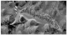 Use the following information to answer the questions below. This nudibranch, a type of sea slug, has many reddish cerata on its dorsal surface, as well as two, white-tipped rhinophores located on the head. The nontaxonomic term sea slug encompasses a wide variety of marine gastropods. One feature they share as adults is the lack of a shell. We might think, therefore, that they represent defenceless morsels for predators. In fact, sea slugs have multiple defences. Some sea slugs prey on sponges and concentrate sponge toxins in their tissues. Others feed on cnidarians, digesting everything except the nematocysts, which they then transfer to their own skins. Whereas the most brightly coloured sea slugs are often highly toxic, others are nontoxic and mimic the colouration of the toxic species. Their colours are mostly derived from pigments in their prey. There are also sea slugs that use their colouration to blend into their environments. -The nematocysts of sea slugs should be most effective at protecting individual sea slugs from predation if the predators