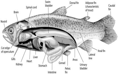 <strong> Fishes that have swim bladders can regulate their density and, thus, their buoyancy. There are two types of swim bladder: physostomus and physoclistus. The ancestral version is the physostomus version, in which the swim bladder is connected to the esophagus via a short tube (see the figure above). The fish fills this version by swimming to the surface, taking gulps of air, and directing them into the swim bladder. Air is removed from this version by belching. The physoclistus version is more derived, and has lost its connection to the esophagus. Instead, gas enters and leaves the swim bladder via special circulatory mechanisms within the wall of the swim bladder. The presence of a swim bladder allows the typical ray-finned fish to stop swimming and still</strong> A)effectively circulate its blood. B)be highly manoeuvrable. C)use its lateral line system. D)use its swim bladder as a respiratory organ. E)not sink.