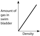 <strong>Which graph properly depicts the relationship between the amount of gas in the swim bladder and the density of the fish?</strong> A) B) C) D) E)