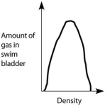 <strong>Which graph properly depicts the relationship between the amount of gas in the swim bladder and the density of the fish?</strong> A) B) C) D) E)