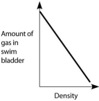 <strong>Which graph properly depicts the relationship between the amount of gas in the swim bladder and the density of the fish?</strong> A) B) C) D) E)